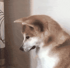 档期|《八佰》日本定档;何润东导演新剧首款预告