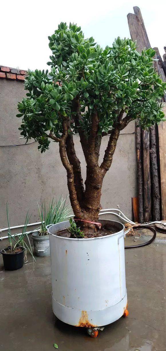 别人家的玉树又高又壮又爆花,太震撼了吧~_花友