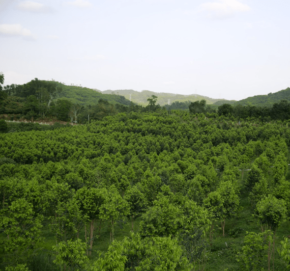 伍佰艺沉香与彬村山华侨农场正式签约启动海南沉香文化产业示范区