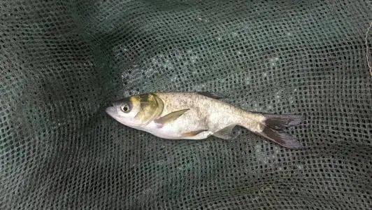 花白鲢可以用来净化水质 花白鲢食性特点您了解吗 数量