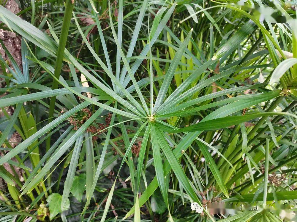 草木葳蕤風車草