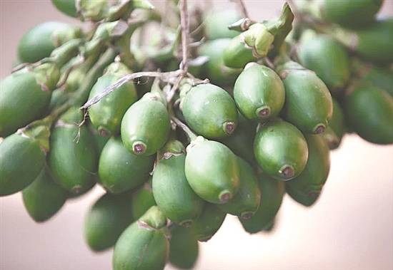 细胞|你吃槟榔，槟榔也在“吃”你