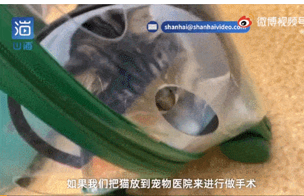 名贵猫王后代被误做绝育，医院：猫还活着，不算医疗事故！