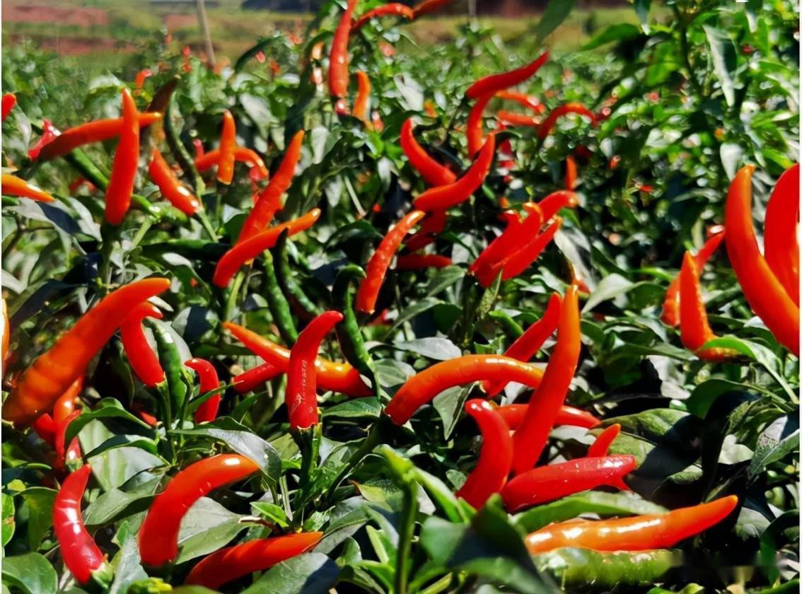 楚雄州双柏县妥甸镇:一颗小辣椒 串起大民生_种植