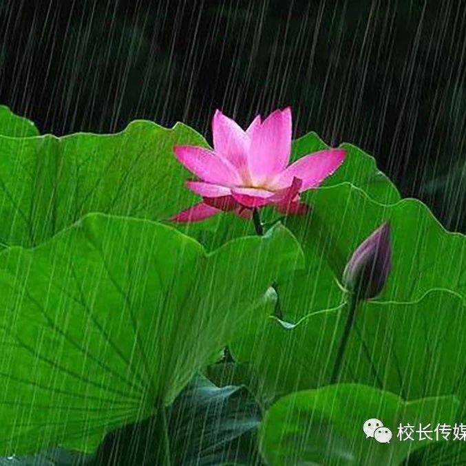 刘静:听雨_教学