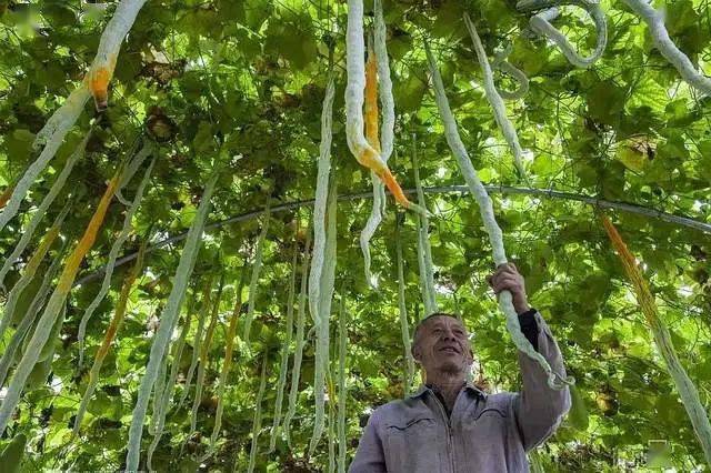 吃瓜續集看瓜砍瓜攪瓜石灰瓜都是什麼瓜