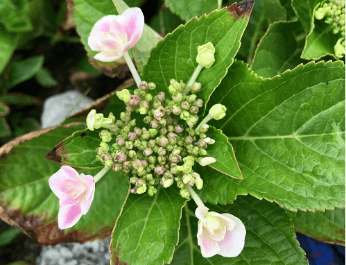 原创 花花世界 之 蝴蝶戏珠花 紫阳花