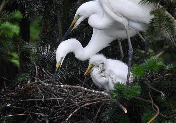 象山白鷺的 中國日記 遊戲三人組攻略