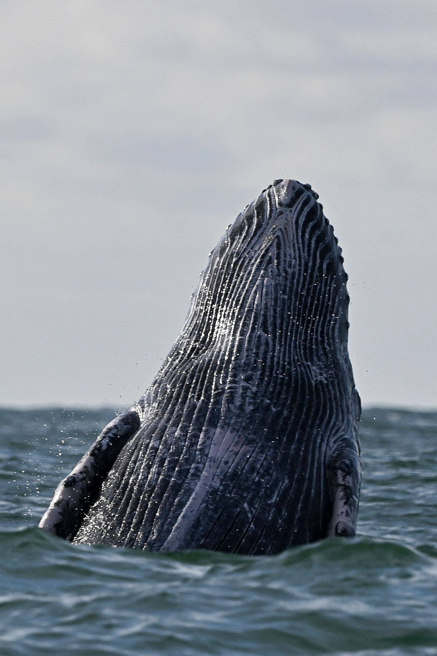 400岁座头鲸图片