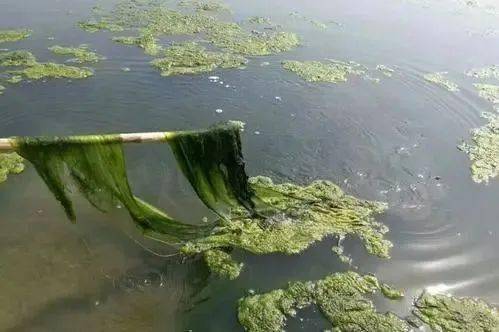 都知道用芽孢杆菌处理青苔但总是治标不治本你是否忘记了它