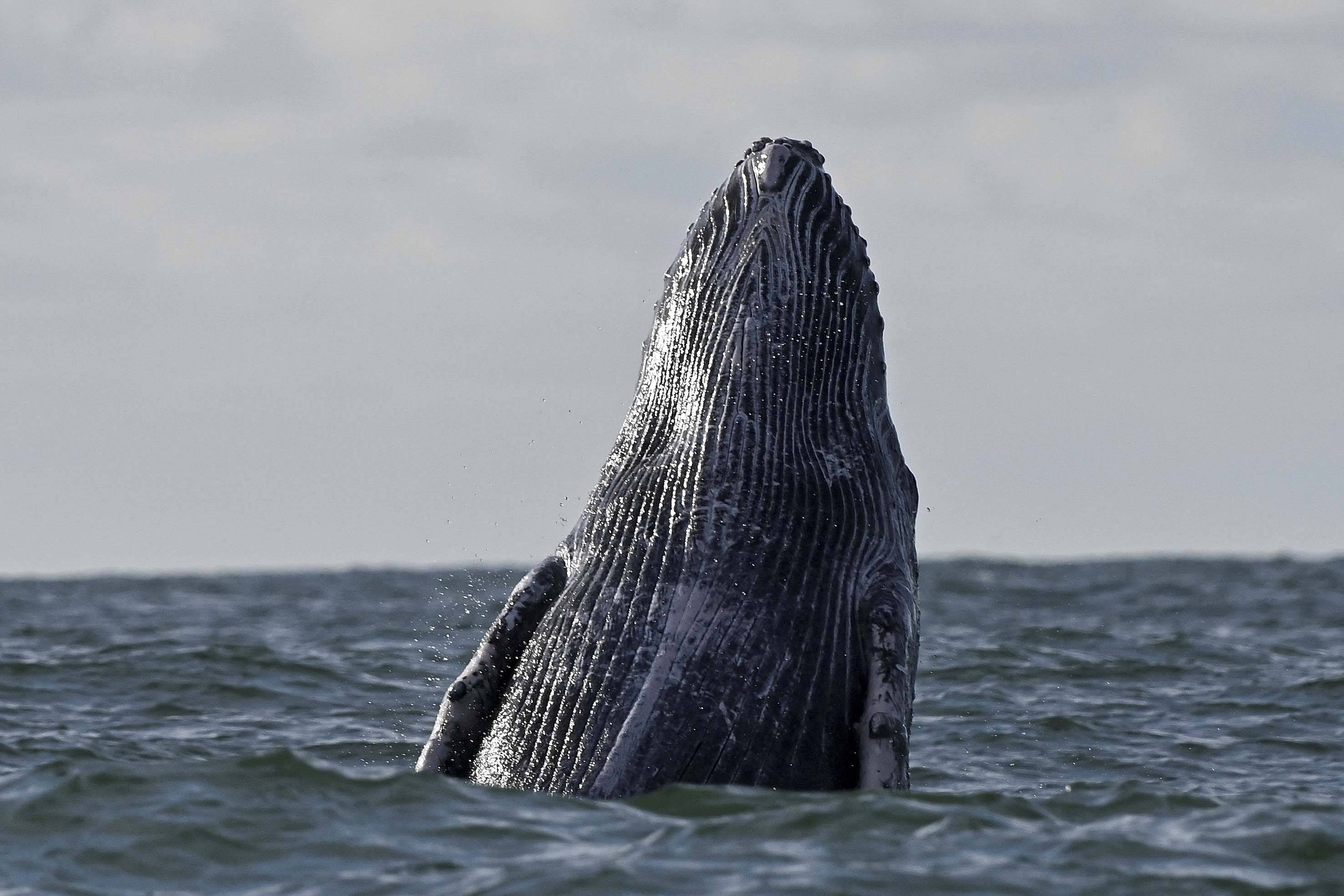 鲸虱座头鲸图片