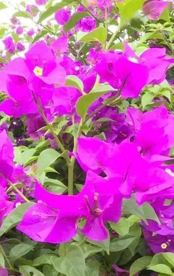 连片的葱莲,三角梅,紫薇,美人蕉,蒲苇等花卉花开正艳,紫色,白色,红色