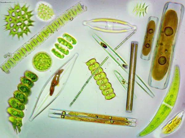 说一说浮游植物