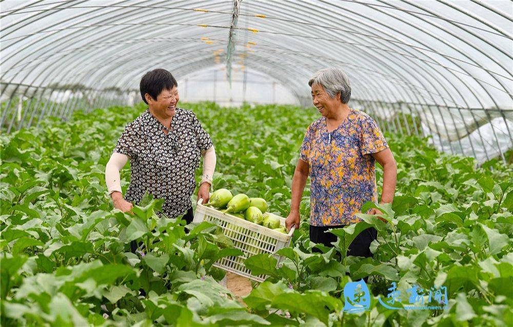 大力發展設施農業,種植茄子,芹菜等特色訂單蔬菜,助力農民增收致富