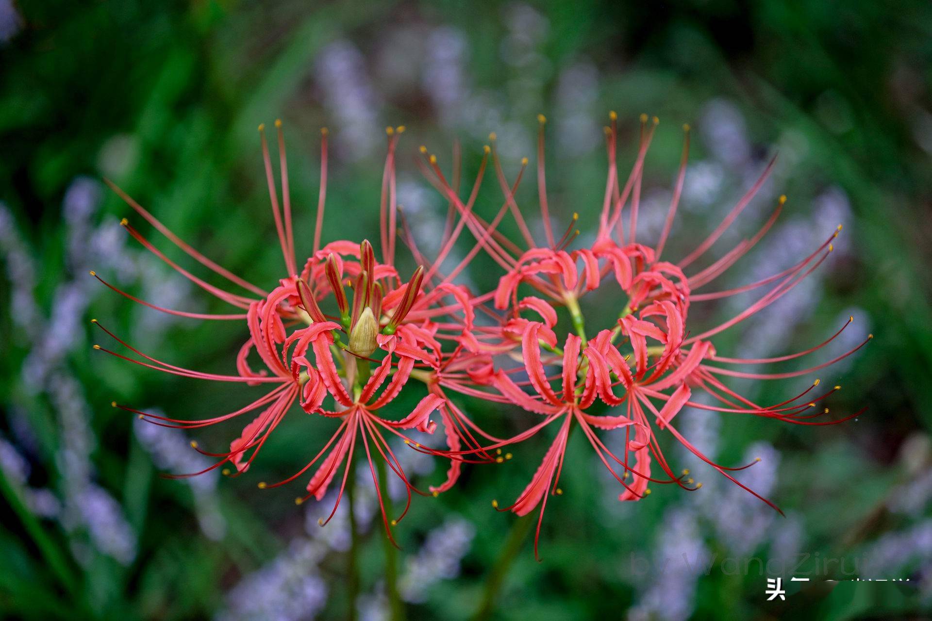 彼岸花花叶不相见球根有剧毒