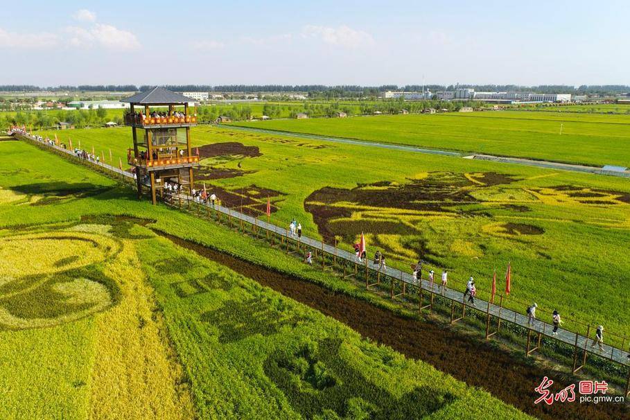 by|Travelers attracted by golden fields in in NW China's Ningxia