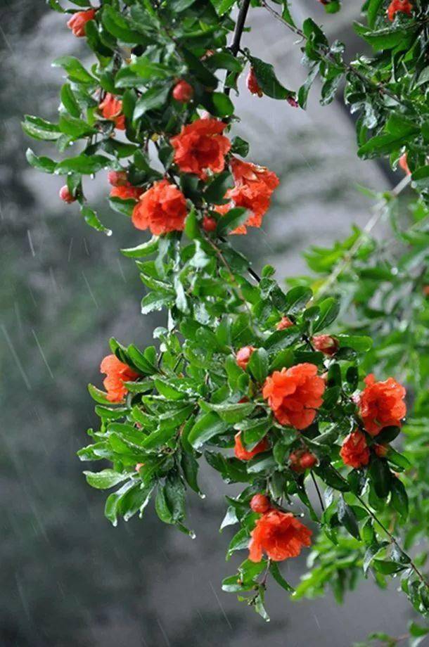雨中的花朵娇艳欲滴图片