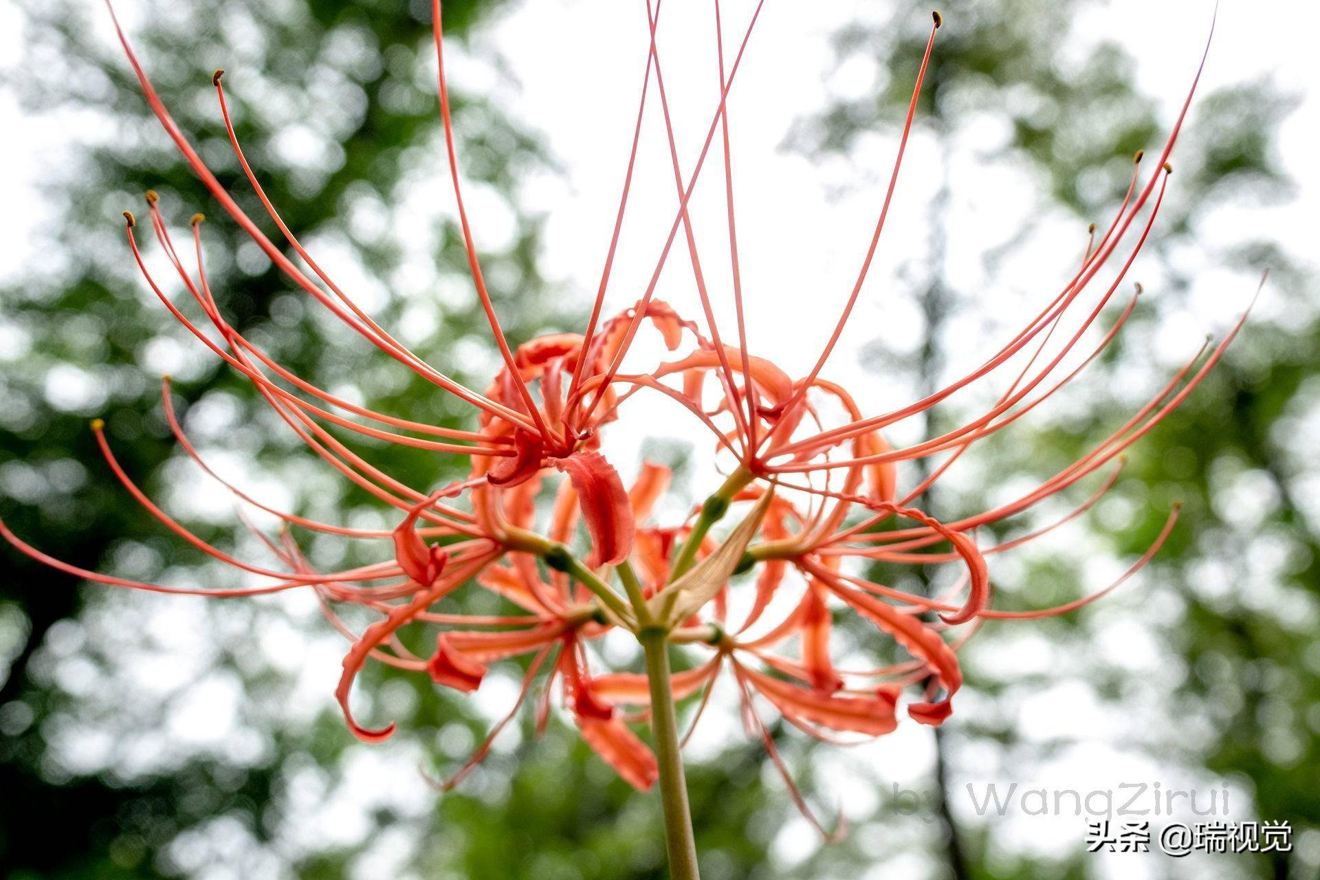 红色彼岸花的花语无尽的永生灭世的前兆彼岸的召唤