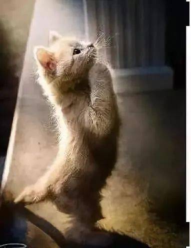 奇观动物拜佛千年一见佛法无边感天动地