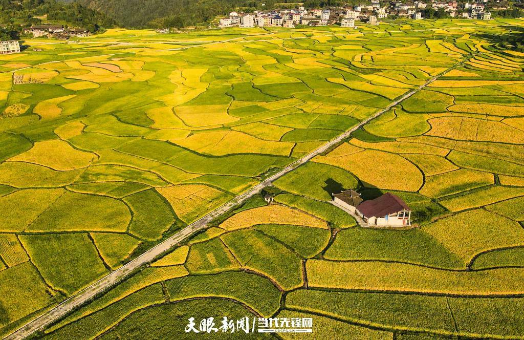 走进乡村看小康天柱县高酿镇秋收稻田调色板