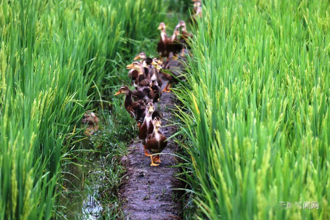 【行摄云南】鱼肥鸭壮稻花香