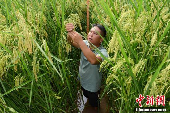 2米高"巨型稻"在重庆大足试种成功_水稻