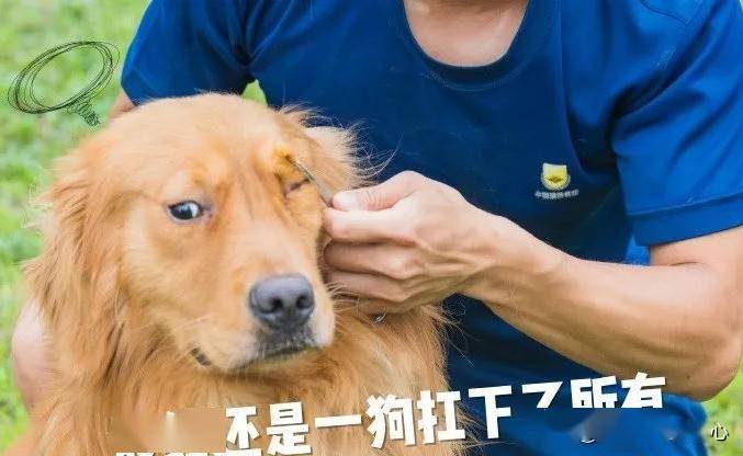 搜救犬受傷,訓導員追著上藥,還做成搞笑表情包,但更多的是心疼