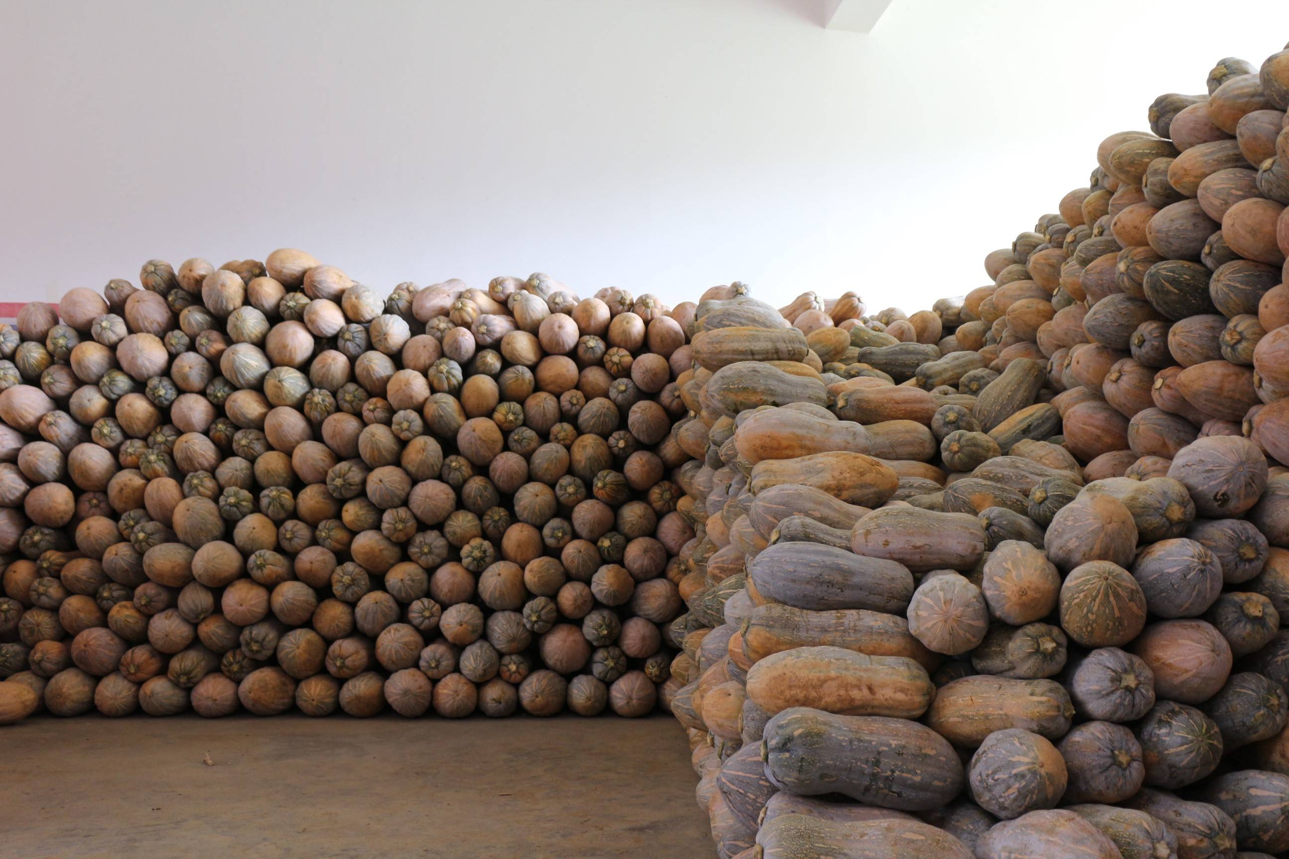 黔西:万亩蜜本南瓜丰收上市