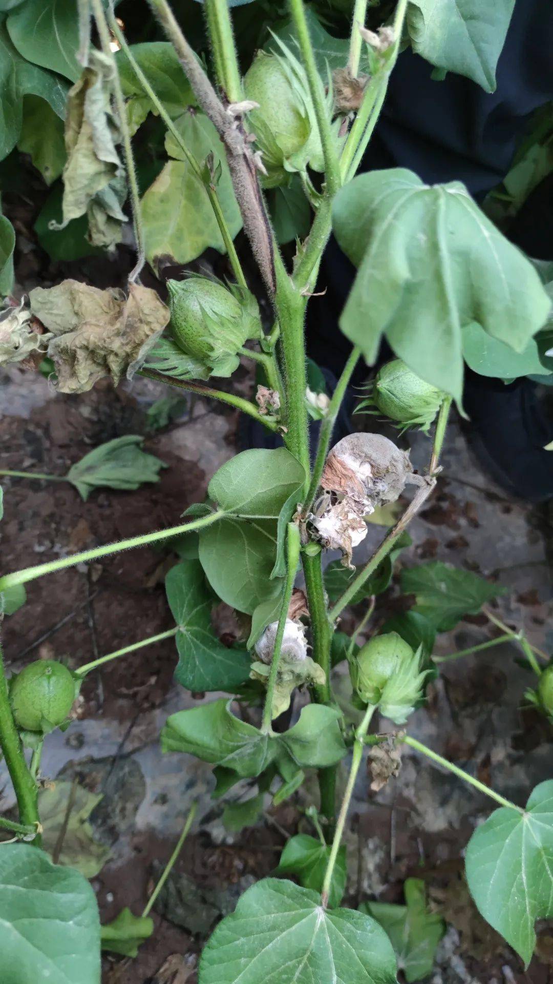 棉花烂铃原因及防治