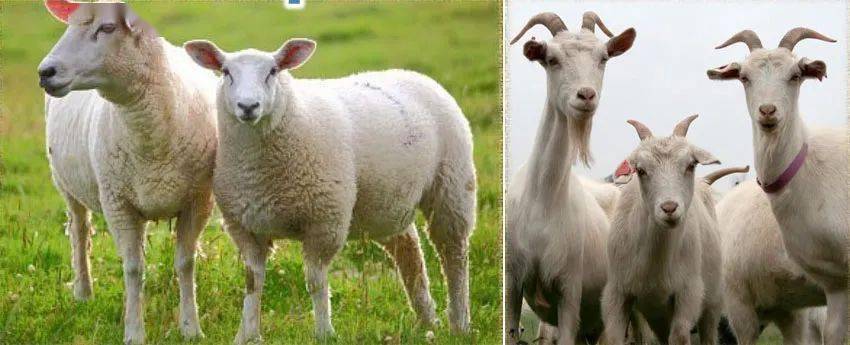(左绵羊,右山羊)现在你能区别生活中的喜羊羊和懒羊羊了吧?