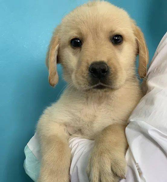 大连导盲犬基地一批导盲犬幼犬紧急需要寄养家庭 中国