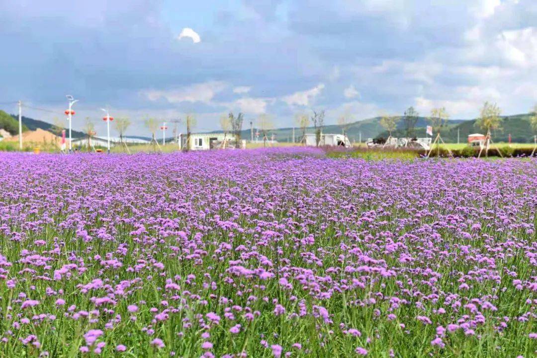 火车|七彩花田打造农旅融合的乡村样板