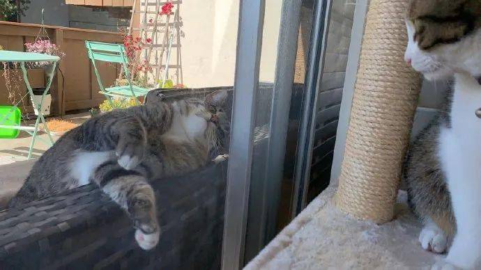 来自|来自狸花猫的单恋