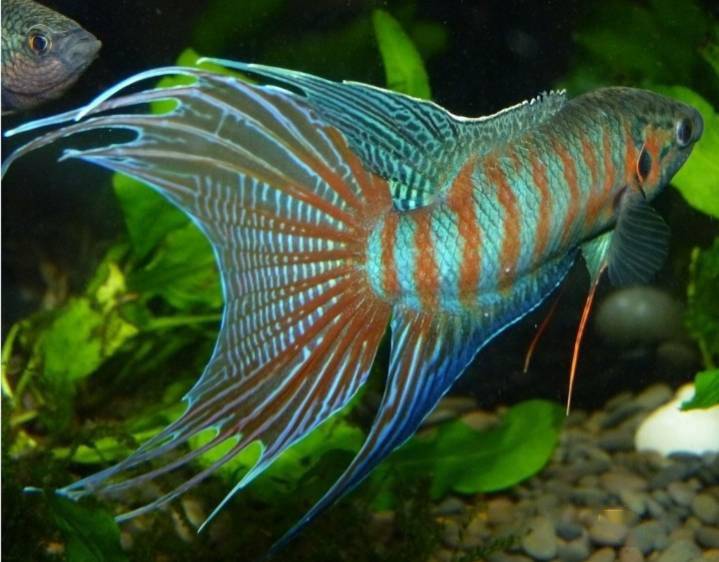 菩萨鱼越来越少原因竟然有这么多