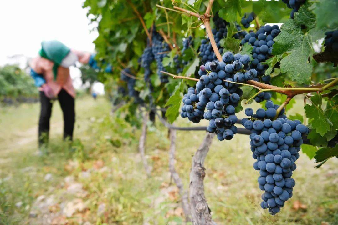 起初,在种植葡萄时陈德启发现 传统的"扇形架"种植管理模式存在很多