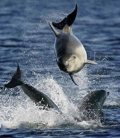 生物多样性拿什么拯救你我的小头鼠海豚