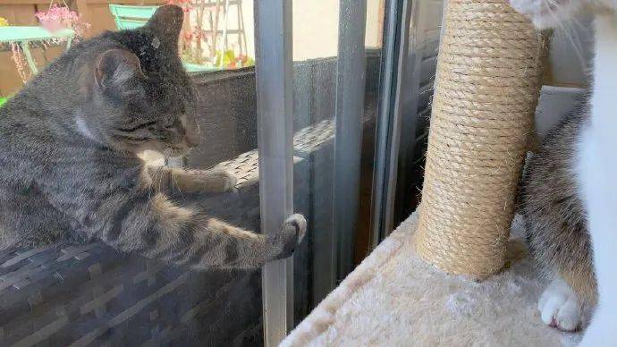 来自|来自狸花猫的单恋