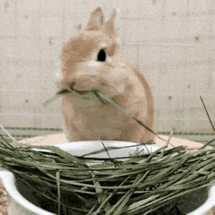 兔子洗脸动图图片