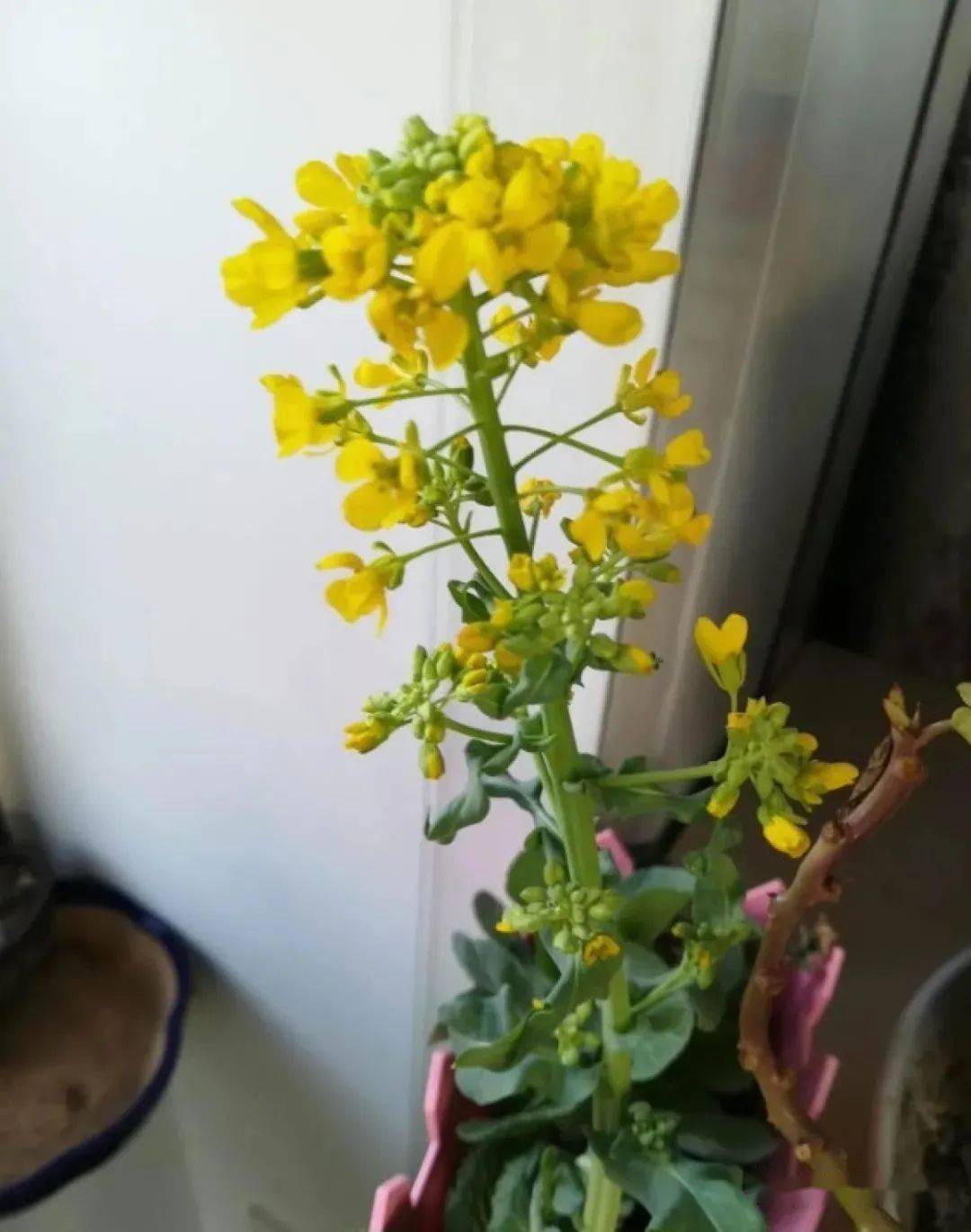 8种蔬菜花,农村人都认识,城里人基本不认识!