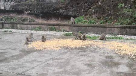 大理石宝山出现大量猴群下山，引起公众恐慌！猴管员：下山觅食