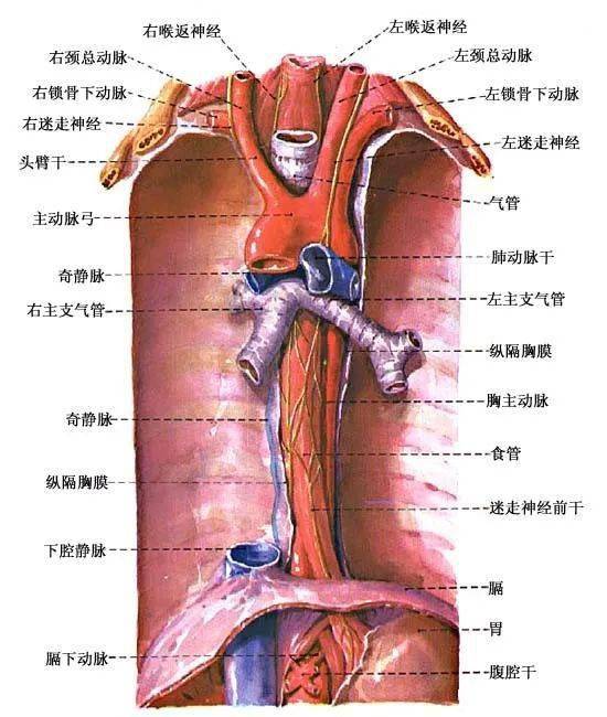 左膈下静脉位置解剖图图片