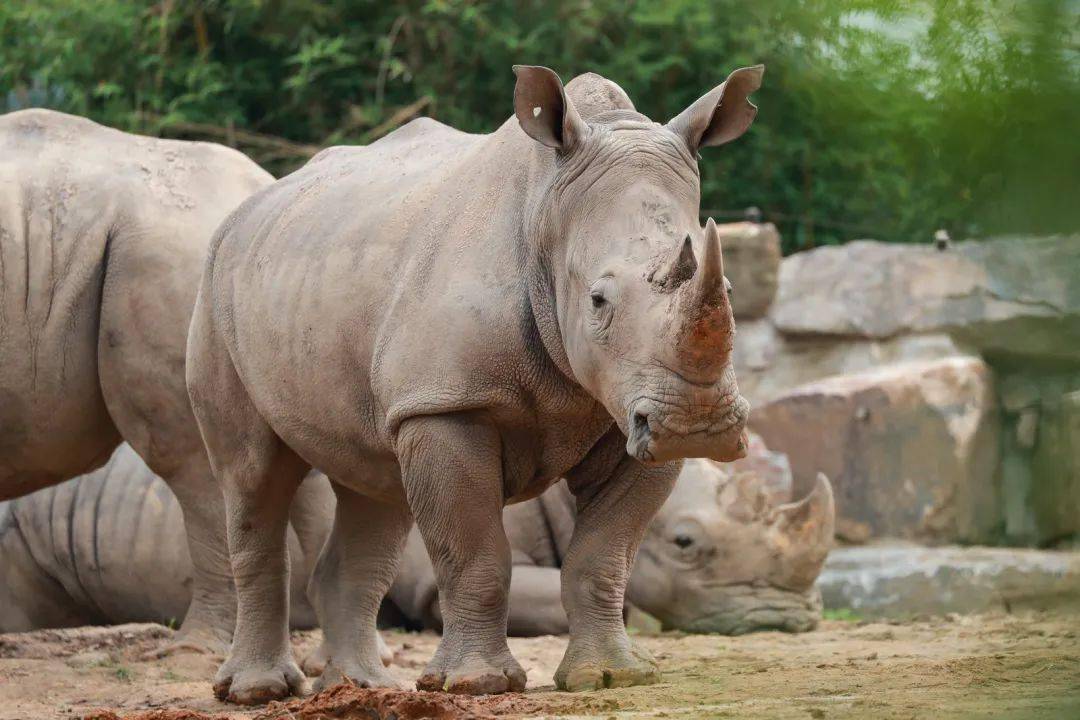 谁是 犀牛之王 你知道吗 上野 新闻时间