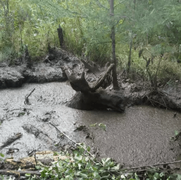 真英雄为救出深陷泥潭中的1500磅驼鹿加拿大七旬大爷拼了老命