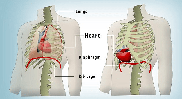 没有了膈肌的阻挡和心包的保护,心脏从胸腔「掉」