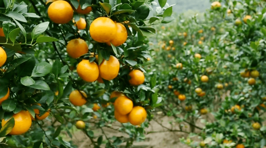 走,一起来肇庆这里认养一棵贡柑树吧!