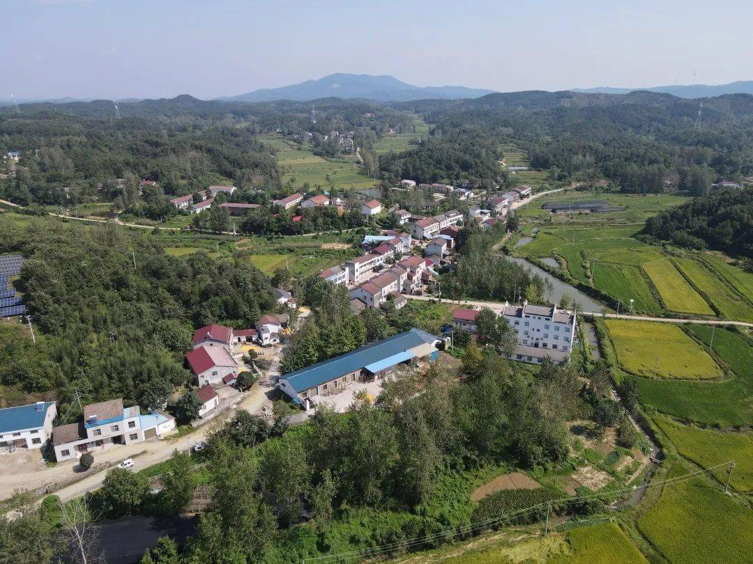 洛阳镇王家桥村:小香菇种出致富路