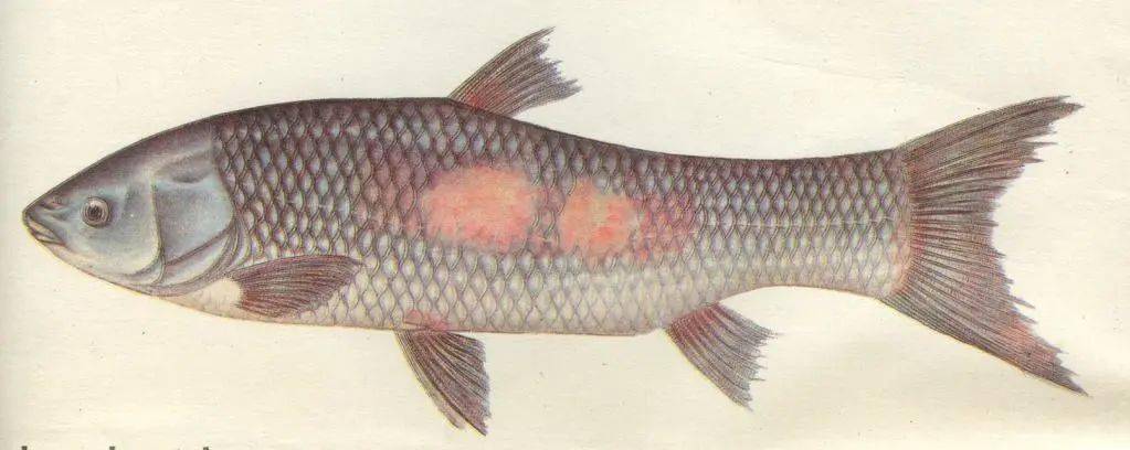 又到草鱼三烂病高发期赤皮病的诊断与处理方法