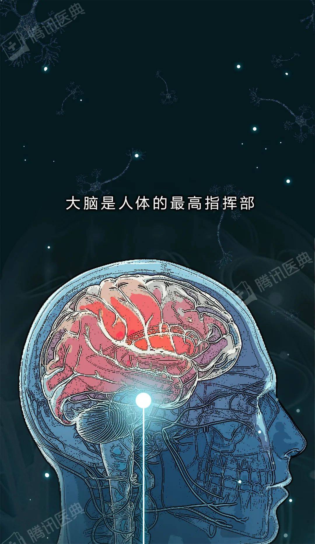 醫典|大腦里被稱作“膠水”的細胞，關鍵時刻會“豁出命”救你