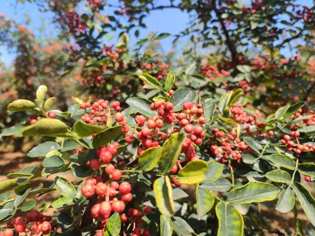 渑池县红红小花椒农民摇钱树