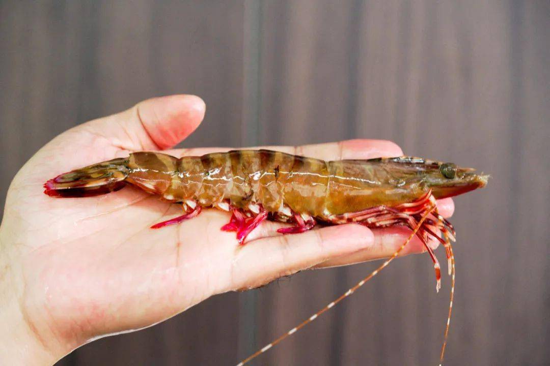 无比鲜甜的红爪虾名副其实的啖啖肉海鲜爱好者实在是没法抗拒啊